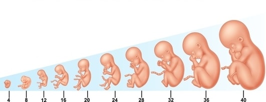 Von der Frühschwangerschaft bis zur Geburt
