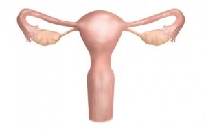 Gebärmutter und Eierstöcke: Frühschwangerschaft